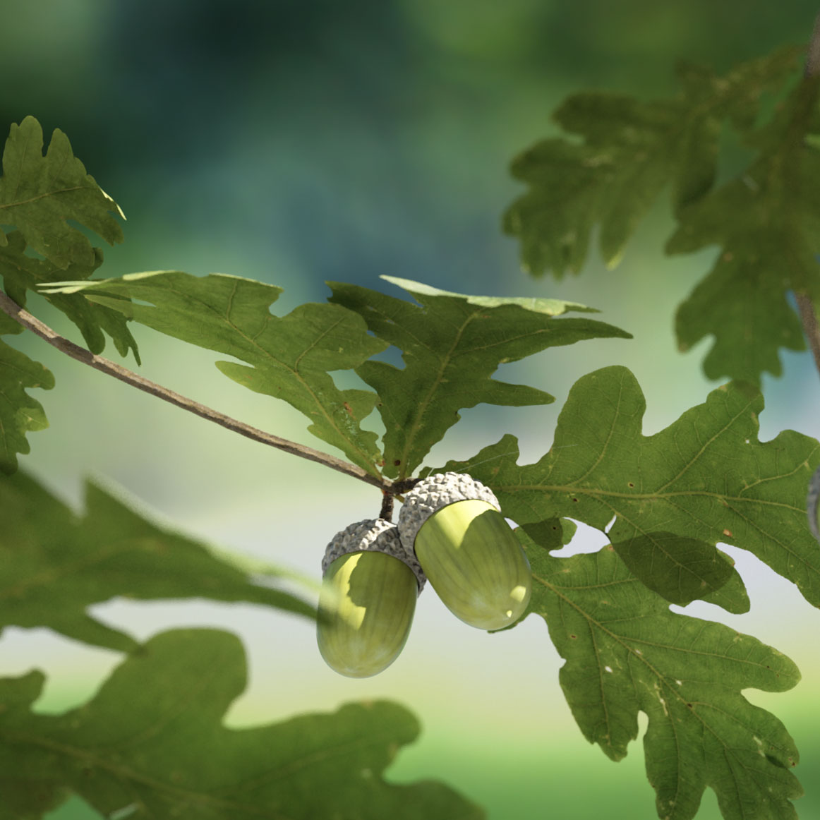 Tree Council Oak Leaves